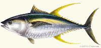 Credit to Kat Cruickshank as the artist for yellowfin